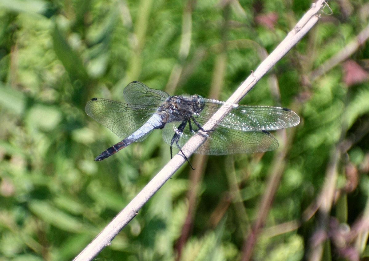 Anax parthenope ?? Orthetrum cancellatum !!!